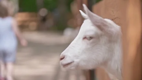 Goats in the Zoo Video stock 77403227