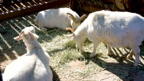 Goats in the zoo Stockbeeldmateriaal 157383532