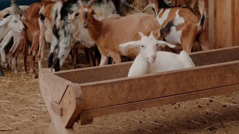 Goats in the zoo Stock Footage 160344237