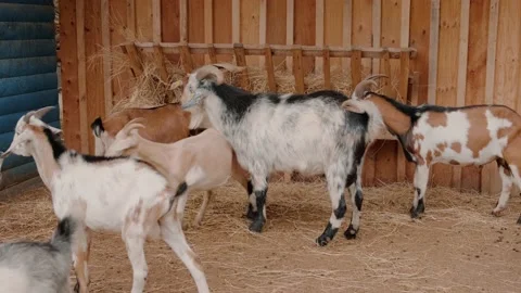 Goats in the zoo Stock Footage 160344249
