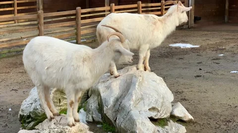 Goats in the zoo Stock Footage 171928470