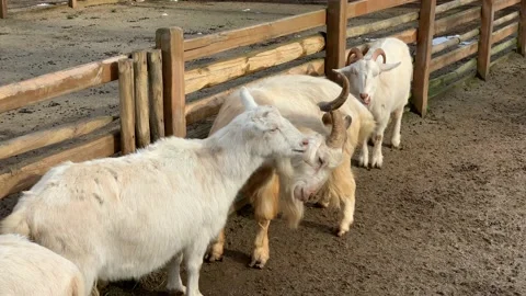 Goats in the zoo Stock Footage 171928587