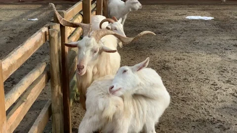 Goats in the zoo Stock Footage 171928759