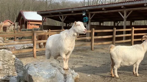 Goats in the zoo Stock Footage 171929079