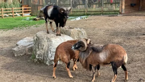 Goats in the zoo Stock Footage 171932071