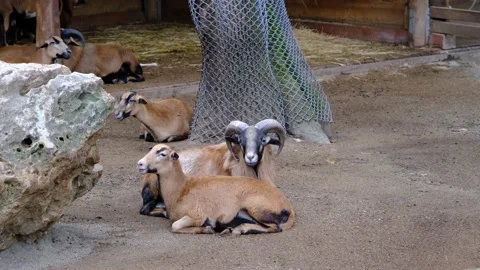 Goats in zoo Stock Footage 236293947