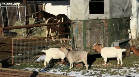 Goats1 Stock Footage 21762425