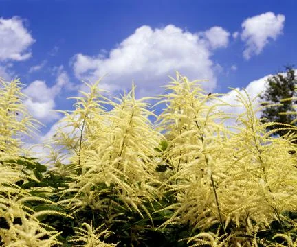 Goatsbeard 스톡 사진