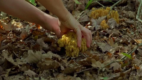 Goatsbeard (Ramaria flava) in pine forests in late summer, esculent fungi Stock Footage 220737006