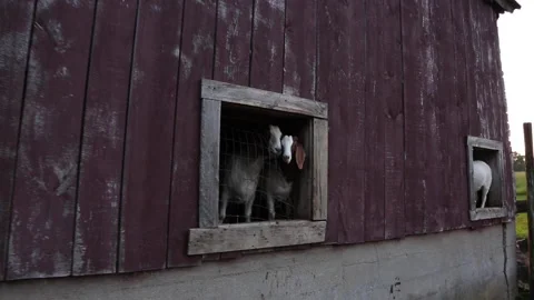 GOATSHED Stock-Footage 188925717