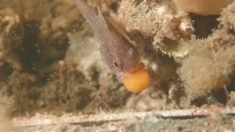 Gobblegut egg close up Stock Footage 232921639