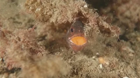 Gobblegut egg close up Video stock 232923181