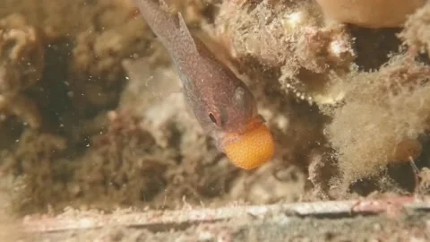 Gobblegut egg close up Video stock 232926326