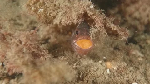 Gobblegut egg close up Stock Footage 232926440