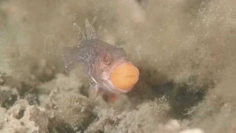 Gobblegut egg close up front Stock Footage 232914951