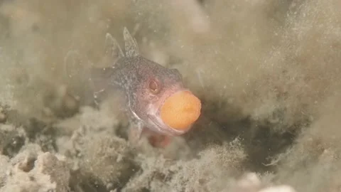 Gobblegut egg close up front Stock Footage 232917948