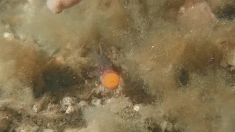 Gobblegut egg close up front Video stock 232919125