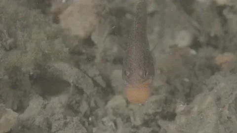 Gobblegut egg close up front Stock Footage 232919743