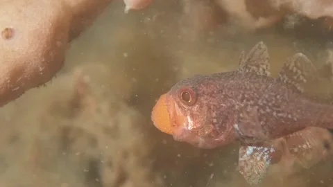 Gobblegut egg close up side Stock Footage 232929139