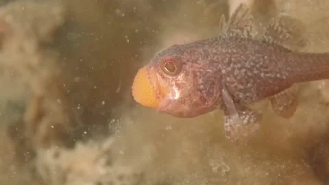 Gobblegut egg close up side Stock Footage 232932092