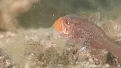 Gobblegut egg close up side Stock Footage 232933087