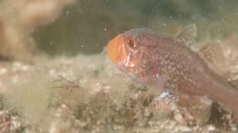 Gobblegut egg close up side Video stock 232935786