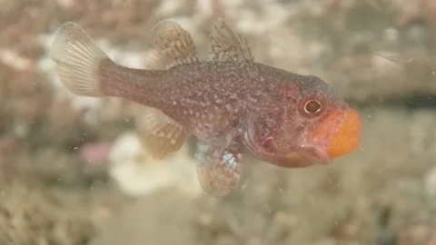 Gobblegut egg close up side Stock Footage 232936133