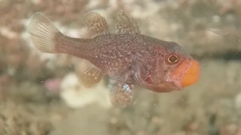 Gobblegut egg close up side Stock Footage 232937741