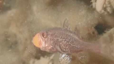 Gobblegut egg close up side Stock Footage 232939312