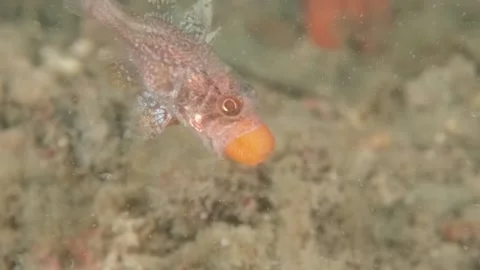 Gobblegut egg close up side Stock Footage 232942679