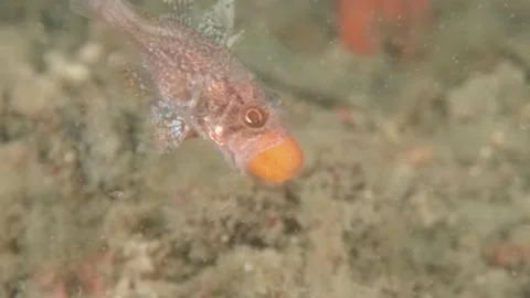 Gobblegut egg close up side Stock Footage 232946367