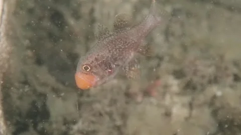 Gobblegut egg close up swimming Stock Footage 232940496