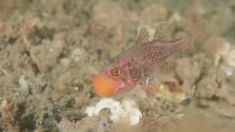 Gobblegut egg close up swimming Stock Footage 232941852