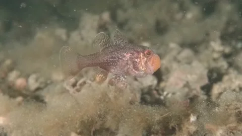 Gobblegut egg still Stock Footage 232960845