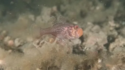 Gobblegut eggs Stock Footage 232957111