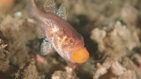 Gobblegut eggs Video stock 232961210