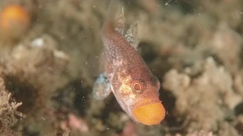 Gobblegut eggs Video stock 232962557