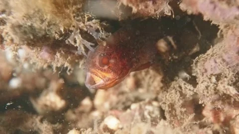 Gobblegut eggs Stock Footage 232963372