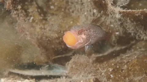 Gobblegut eggs Video stock 232966878