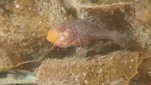 Gobblegut eggs Stock Footage 232967715