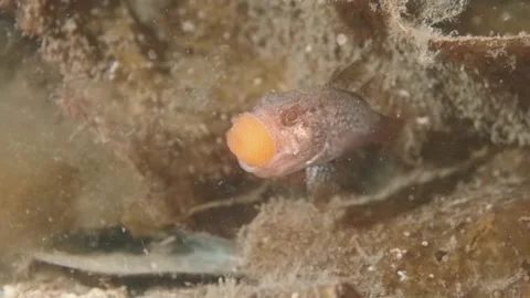 Gobblegut eggs Stock Footage 232967731