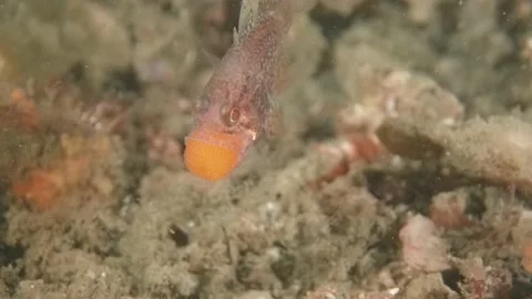 Gobblegut eggs Stock Footage 232970903