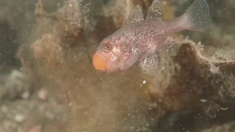 Gobblegut eggs Stock Footage 233036430