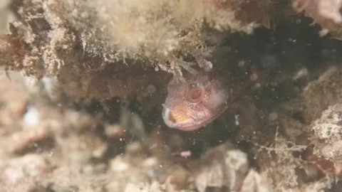 Gobblegut eggs hatching movement Video stock 232963022