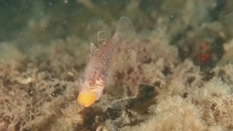 Gobblegut eggs shake Stock Footage 232949917