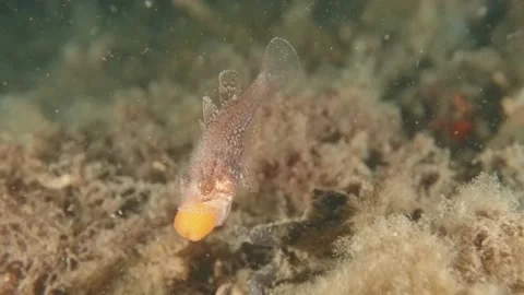 Gobblegut eggs shake Stock Footage 232956833