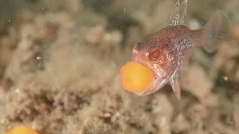 Gobblegut eggs shaking Video stock 232960612