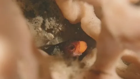 Gobblegut eggs in sponge Stock Footage 232927131