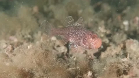 Gobblegut eggs still Stock Footage 233033135