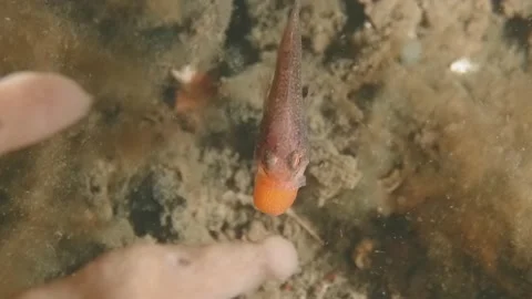 Gobblegut eggs top view Stock Footage 232953403